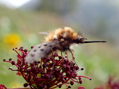 Bombylius pygmaeus