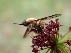 Bombylius pygmaeus