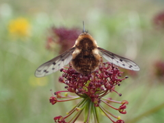 Bombylius pygmaeus