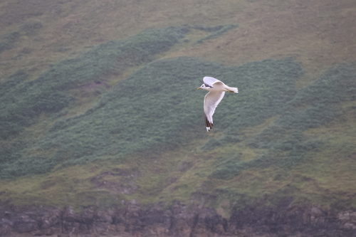 Common Gull