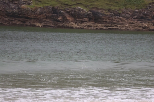 European Shag