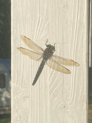 Sedge Darner
