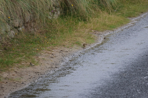 Meadow Pipit