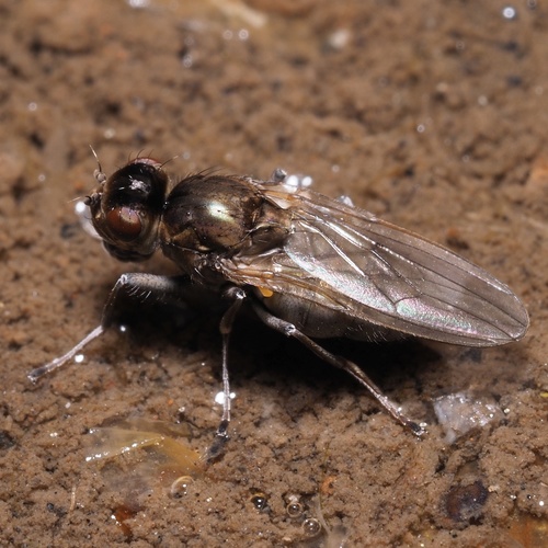 Halmopota