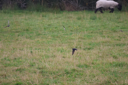 Barn Swallow