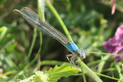 Argia moesta