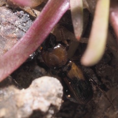 Acupalpus flavicollis