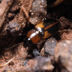 Acupalpus flavicollis