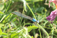 Argia moesta