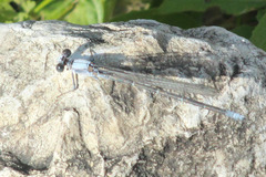 Argia moesta