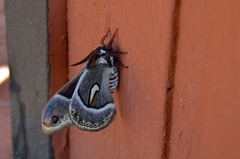Hyalophora euryalus × gloveri