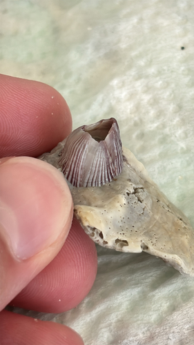 Balanus trigonus observed 2026-08-06