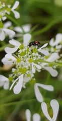 Anthocomus