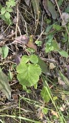 Geum sylvaticum