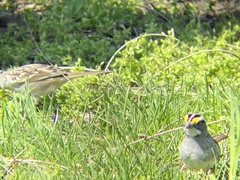 Zonotrichia albicollis