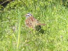 Zonotrichia albicollis