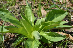 Frasera caroliniensis
