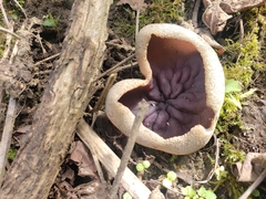 Daleomyces petersii