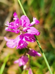 Polygala nicaeensis