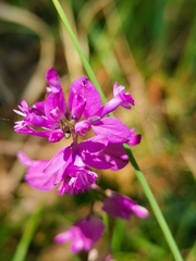 Polygala nicaeensis