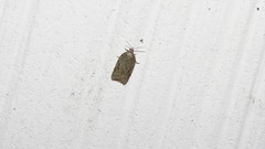 Acleris chalybeana