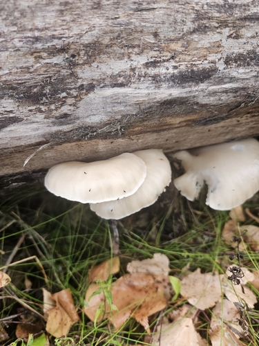 pale oyster