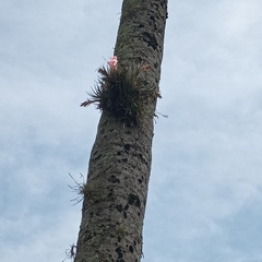Tillandsia recurvifolia, photograph (c) a0oxidable, some rights reserved (CC BY)