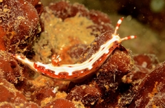 Hypselodoris maculosa