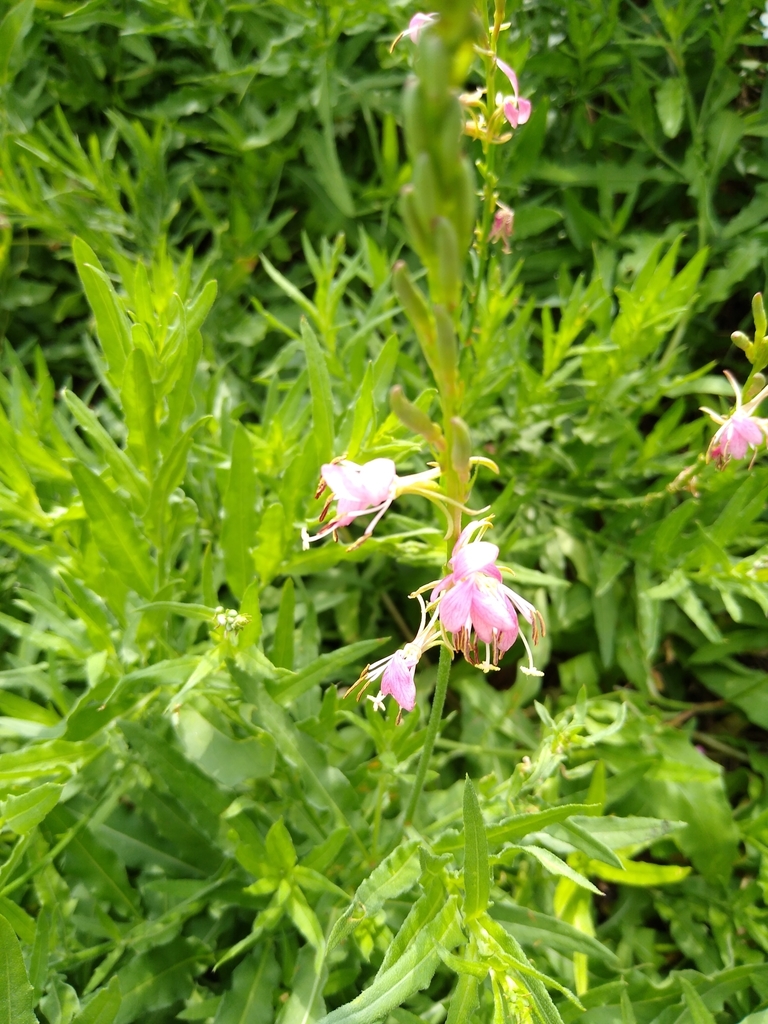 Roadside Gaura By Alankuentz · Inaturalist