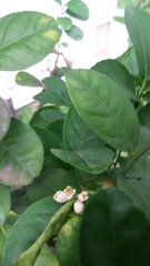 Citrus × aurantiifolia