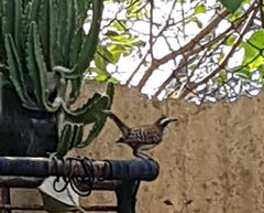 Campylorhynchus rufinucha