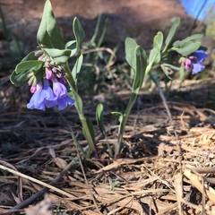 Mertensia oblongifolia