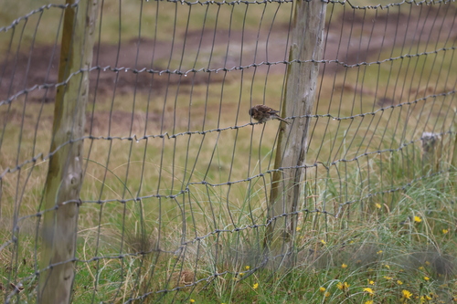 Twite