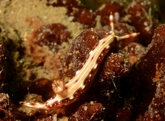Hypselodoris maculosa