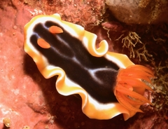 Chromodoris magnifica