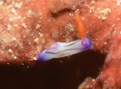 Nembrotha