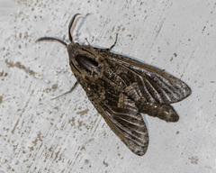 Prionoxystus robiniae