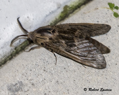 Prionoxystus robiniae