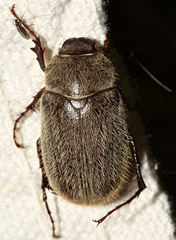 Phyllophaga crenulata
