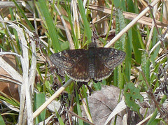 Erynnis juvenalis