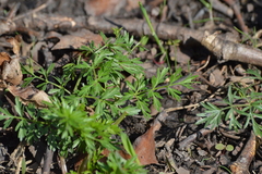 Perideridia americana