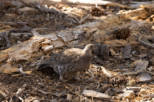 iNaturalist observation photo of Sooty Grouse