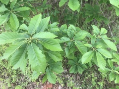 Quercus prinoides