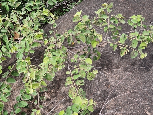 Grewia orbiculata, 2026-07-26