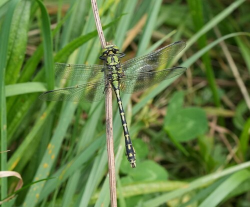 Green Snaketail