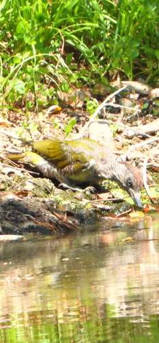 Eurasian Green Woodpecker