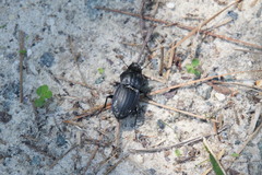 Pasimachus marginatus