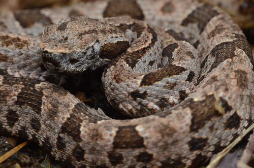 Bothrops monsignifer