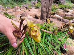 Phragmipedium caricinum