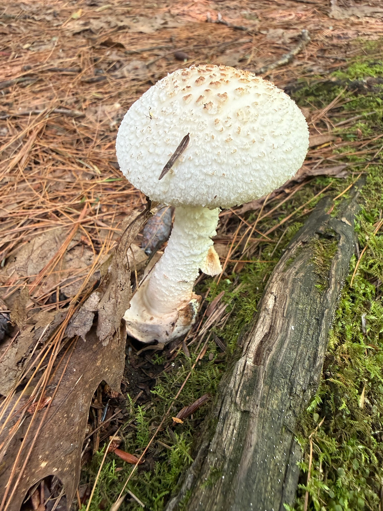 Coker's amanita